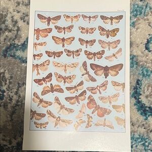 🖤 5/$25 Butterfly and Moth Print Art